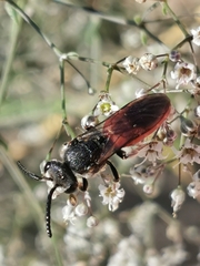Sphecodes