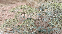 Eriogonum corymbosum