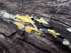 Trichoderma sulphureum