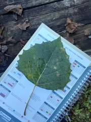 Populus grandidentata