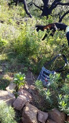 Leucospermum conocarpodendron conocarpodendron