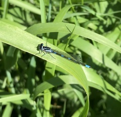 Coenagrion pulchellum
