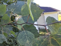 Populus grandidentata