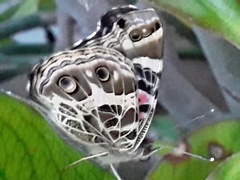 Vanessa braziliensis