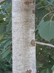 Populus grandidentata