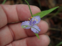 Tradescantia