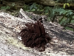 Stemonitis splendens