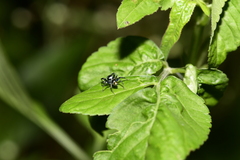 Thiania bhamoensis