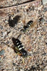 Bicyrtes quadrifasciatus
