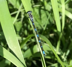 Coenagrion pulchellum