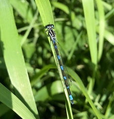 Coenagrion pulchellum