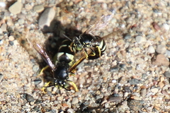 Bicyrtes quadrifasciatus