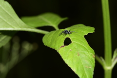 Thiania bhamoensis