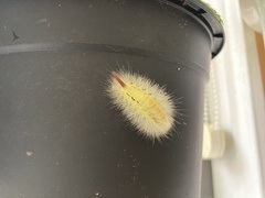 Calliteara pudibunda