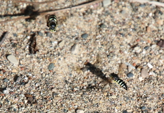 Bicyrtes quadrifasciatus