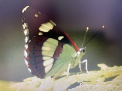Limenitis reducta