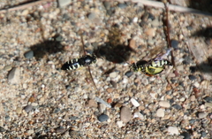 Bicyrtes quadrifasciatus