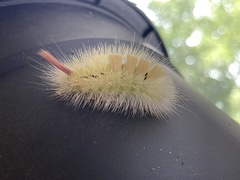 Calliteara pudibunda