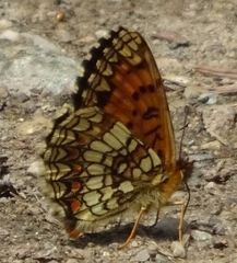 Melitaea athalia