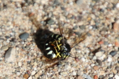 Bicyrtes quadrifasciatus