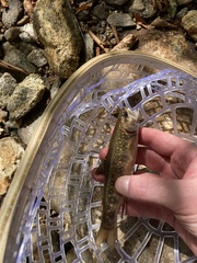 Salvelinus fontinalis