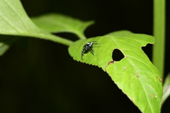Thiania bhamoensis