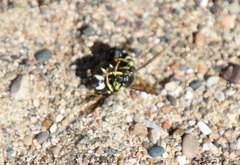 Bicyrtes quadrifasciatus