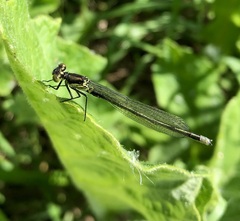 Erythromma najas