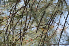 Orthotomus atrogularis