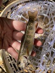 Salvelinus fontinalis