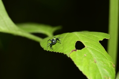 Thiania bhamoensis