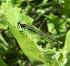 Erythromma najas