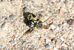 Bicyrtes quadrifasciatus