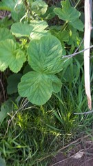 Pelargonium vitifolium