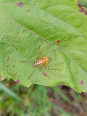 Oxyopes sertatus