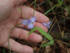 Tradescantia