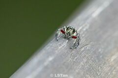 Hyllus diardi