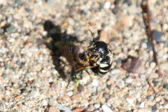 Bicyrtes quadrifasciatus