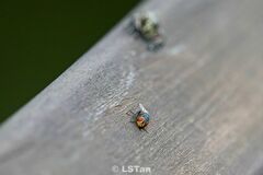 Chrysomya megacephala