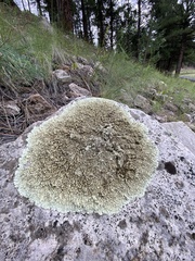 Xanthoparmelia cumberlandia