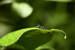 Thiania bhamoensis