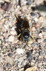 Bicyrtes quadrifasciatus