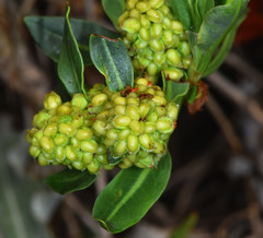 Rumex crassus