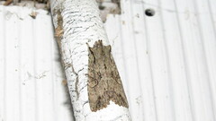 Lithophane disposita