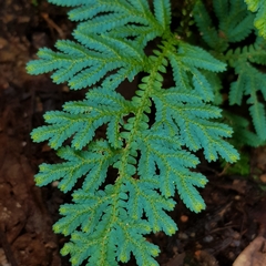 Selaginella willdenowii