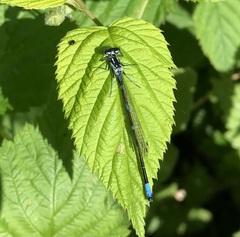Coenagrion pulchellum