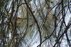 Orthotomus atrogularis