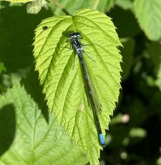 Coenagrion pulchellum