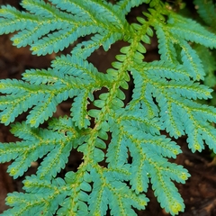 Selaginella willdenowii