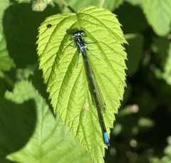 Coenagrion pulchellum